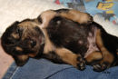 barbuch after a mega feed! 13 days old